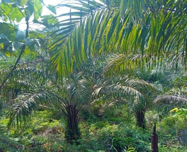 Peluang Petani PSR Terbuka Lebar Dapat Sertifikat ISPO dan RSPO di Aceh Tamiang