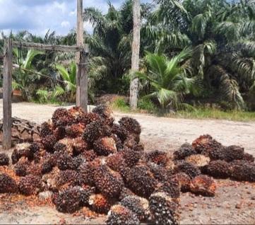 Evolusi Terbaru Industri Sawit Indonesia: Petani Tak Kesulitan Apalagi Kekurangan Bahan Pangan