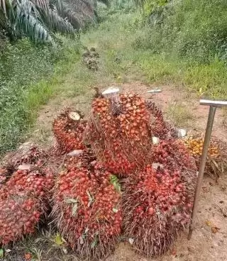 RKP Sudah Dilaporkan, DBH Sawit Riau Kini Tunggu Pencairan