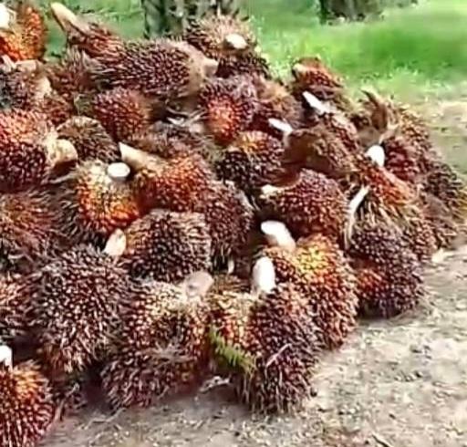 Soal CSR, Baru Satu Perusahaan Sawit Melapor di Seluma
