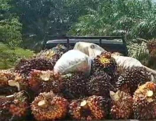 Harga TBS Sawit Petani Swadaya Riau Turun di Akhir 2023 hingga Awal 2024