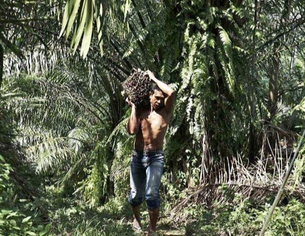 Gegara Belum Tunaikan Kewajiban, Dua Perusahaan Sawit Ditegur Bupati Kotim