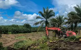 Harga TBS Sawit Mitra Swadaya di Riau Ditetapkan Turun, Segini Perkilonya