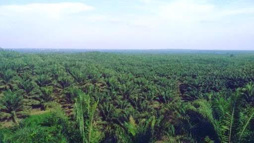 34 Persen Kebun Sawit di Rohul Dikuasai Perusahaan Besar Swasta
