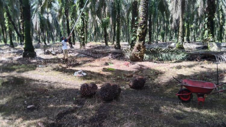 Dekat Perkebunan Besar, Tapi Harga TBS di Daerah Ini Cuma Rp 1.800/Kg