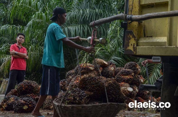 Segini Harga TBS Sawit Sulteng Februari 2024