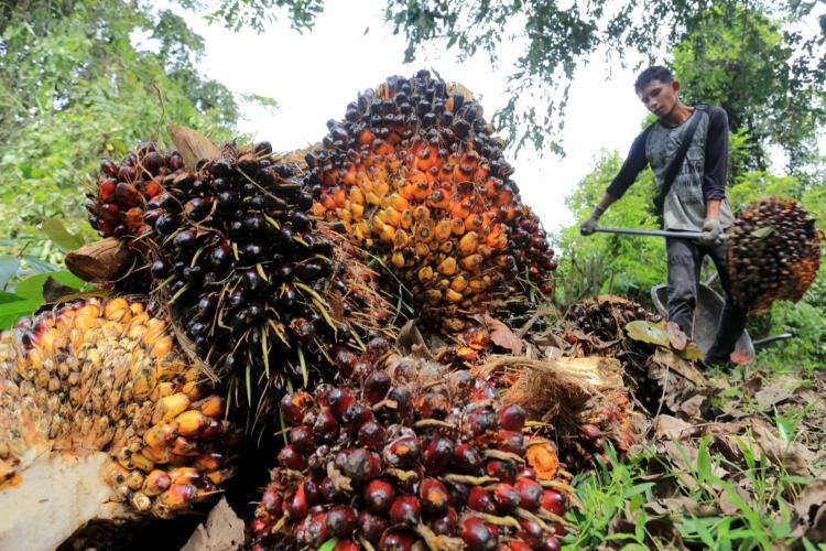 Sebenarnya Keuntungan Petani Sawit Makin Besar, Tapi...