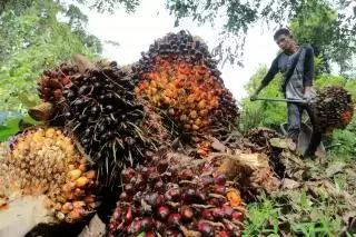 Sebenarnya Keuntungan Petani Sawit Makin Besar, Tapi...