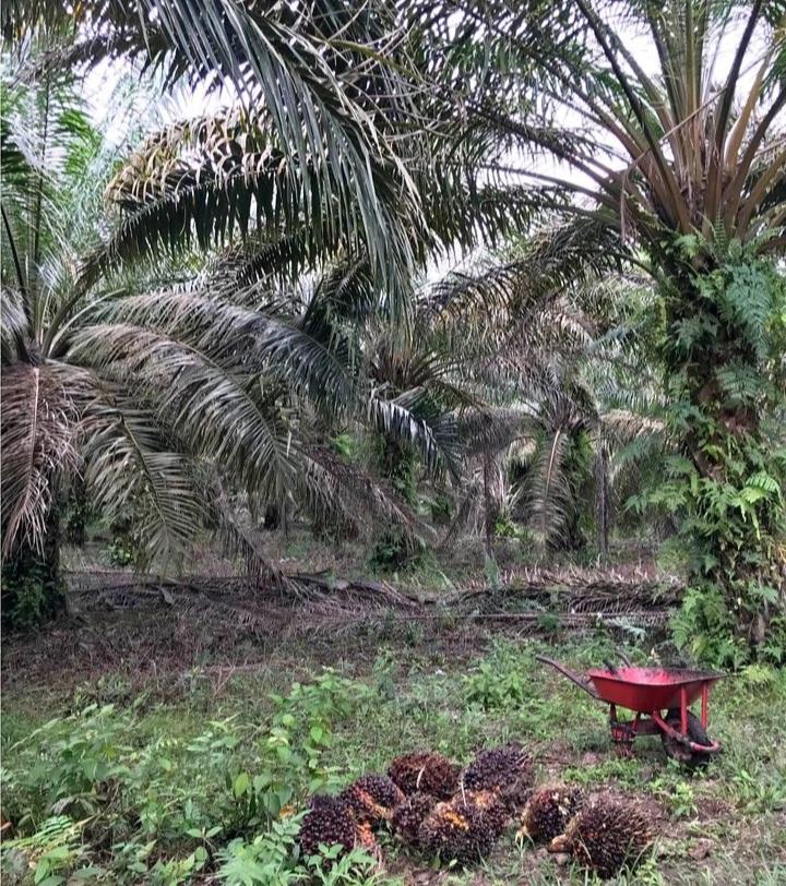 Biar Tak Tersandung Hukum Pekebun Sawit Ditegaskan Beli Pupuk Kimia dari Sumber Resmi