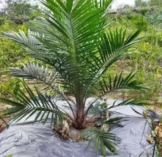 Tak Peduli, PT GMM Tetap Bangun Kebun Plasma Meski Sempat Ditolak Masyarakat