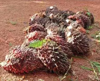 Harga CPO Melemah Seret Ekonomi Pekebun Sawit Merosot di Sumut