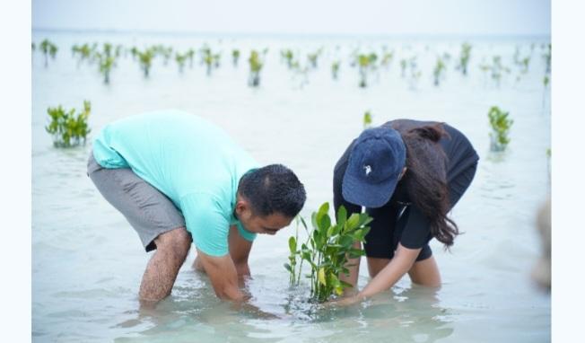 PT Multi Guna Maritim Gelar Aksi Penanaman Seribu Mangrove di Pulau Pari