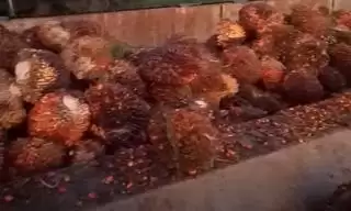 Harga CPO Melemah, Harga TBS Sawit Naik di Jambi