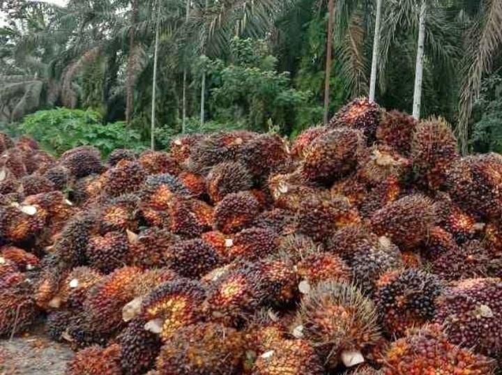 Dorong Hilirisasi, Produk Turunan Sawit Dukung Pengembangan Industri Lokal