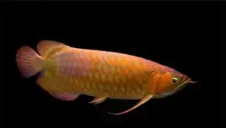 Kembalikan Kejayaan Tambusai Utara, Nomor Urut 3 Anton-Poti Janjikan Budidaya Ikan Arwana Mahato