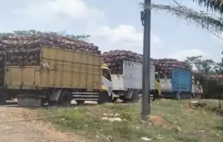 Petani Banten Terpaksa Jual Sawit ke Lampung Gegara Hasil Panen Tak Tertampung PKS