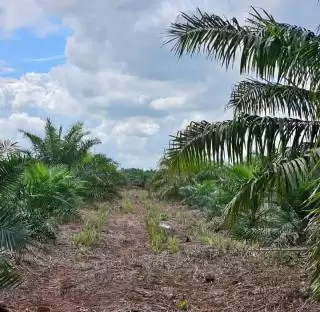 Profesor BRIN: Konversi Hutan Jadi Kebun Sawit Bisa Ubah Iklim Mikro
