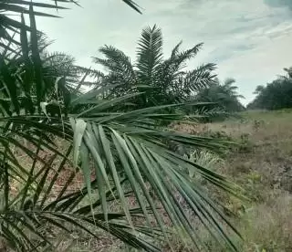 Industri Sawit Dorong Perubahan Besar di Kotawaringin Timur