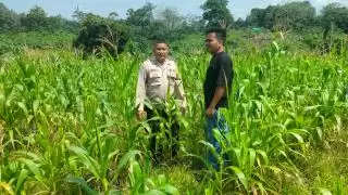 Polsek Kuantan Mudik Menanti Masa Panen Jagung Pipil