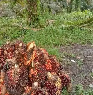 Biomassa Sawit Dukung Ketahanan Energi Berkelanjutan