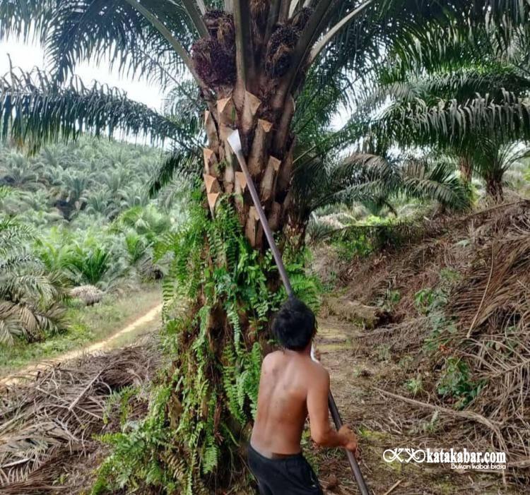 Reforma Agraria Harus Jamin Kepastian Hukum Tanah Masyarakat