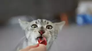 Kenali Nutrisi Terbaik Snack Kucing dan Wet Food untuk Daya Tahan Tubuh Optimal