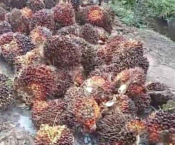 Perkebunan Sawit di Lahan Gambut Bagian Restorasi Lahan Gambut Berkelanjutan