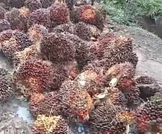 Perkebunan Sawit di Lahan Gambut Bagian Restorasi Lahan Gambut Berkelanjutan