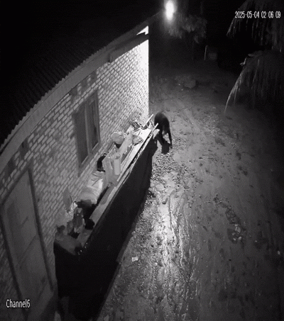 Beruang Madu Teror Masyarakat Dua Kelurahan di Duri