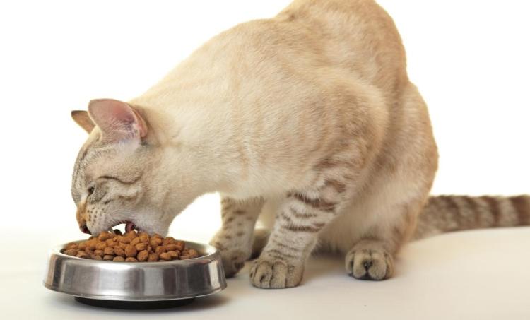Tips Memilih Tempat Makan Kucing yang Aman dan Nyaman
