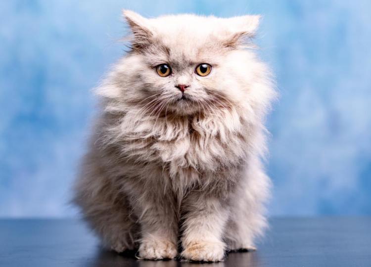 Fakta Menarik tentang Kucing Berbulu Lebat Jarang Diketahui