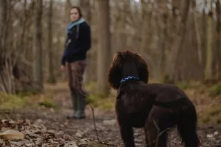 Tips Trekking ke Gunung Bareng Anjing Kesayangan