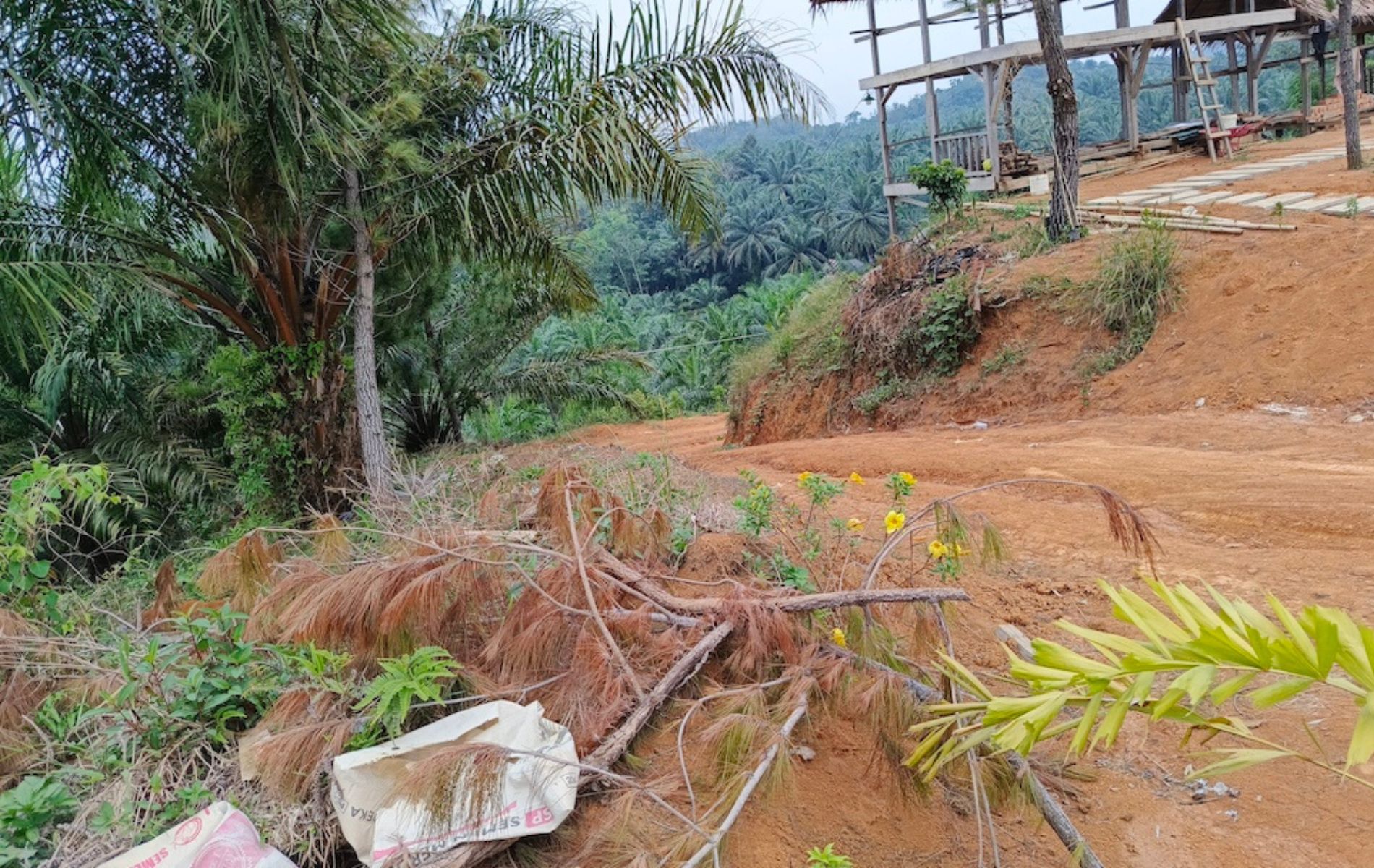 Heboh! Harimau Sumatera Mengamuk, Total 4 Ekor Sapi Warga Langkat Diterkam