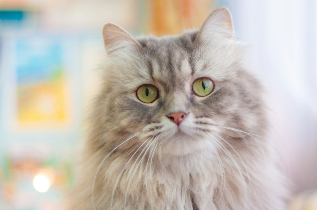 Manfaat Fish Oil Untuk Kesehatan Bulu Kucing
