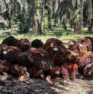 Industri Sawit Sumber Penggerak Pertumbuhan Ekonomi di 'Tanah Sriwijaya'