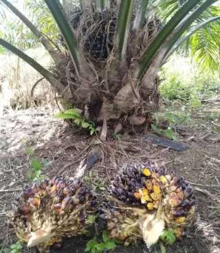 Perkebunan Sawit Rakyat Beri Multiplier Effect Ekonomi Pedesaan di Indonesia