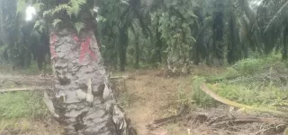 Soal Pernyataan Kasubag Humas PTPN IV Reg III, Ini Kata Anggota Kelompok Perjuangan Pagaran Tapah