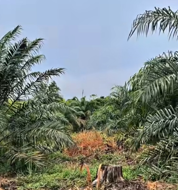 Dedikasi Industri Kelapa Sawit di Bidang Pendidikan Utama