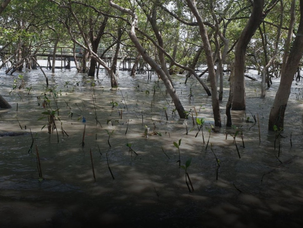 Sedekah Pohon LindungiHutan Dorong Aksi Nyata Pulihkan Ekosistem Pesisir Surabaya