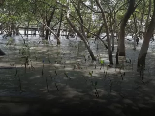 Sedekah Pohon LindungiHutan Dorong Aksi Nyata Pulihkan Ekosistem Pesisir Surabaya