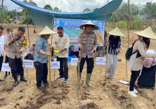 Polres Kuansing Tabur Benih Jagung Pipil di Lahan Seluas 2 Hektar