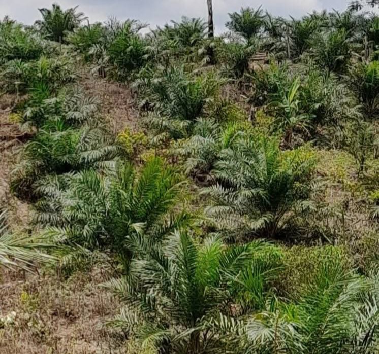 Nyata! PalmCo: Industri Sawit Bisa Seirama dengan Areal Konservasi Tinggi Hingga Satwa Langka