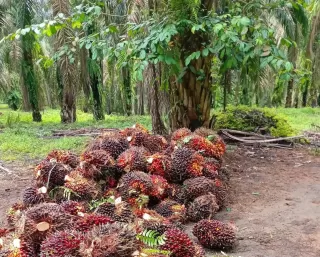 'Sia-sia' Petani Sawit Miliki RSPO Susah Jual Kredit, SPKS: Harus Dilakukan Perubahan Sistem Pasar