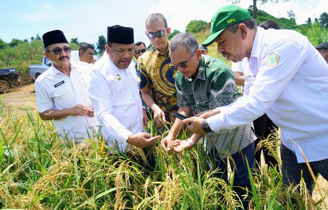 Aceh dan Jambi Tahap Panen, PTPN IV PalmCo Dorong Ketahanan Pangan Lewat Pola Tumpangsari Sawit-Padi