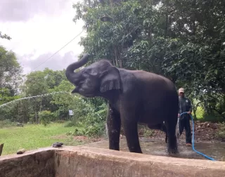 Momentum Hari Cinta Puspa dan Satwa Nasional, Saatnya Wujudkan Cinta Alam Lewat Tindakan