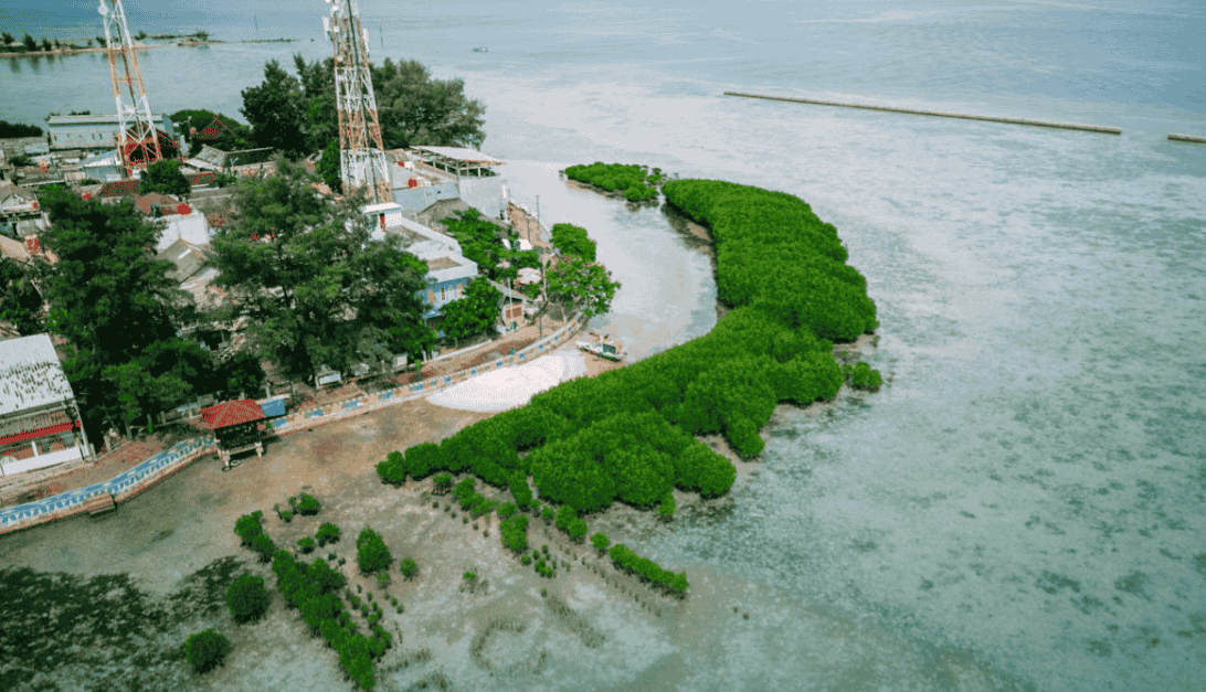 Pulau Pramuka Jadi Lokasi Strategis Penanaman Mangrove dan Restorasi Terumbu Karang