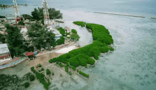 Pulau Pramuka Jadi Lokasi Strategis Penanaman Mangrove dan Restorasi Terumbu Karang