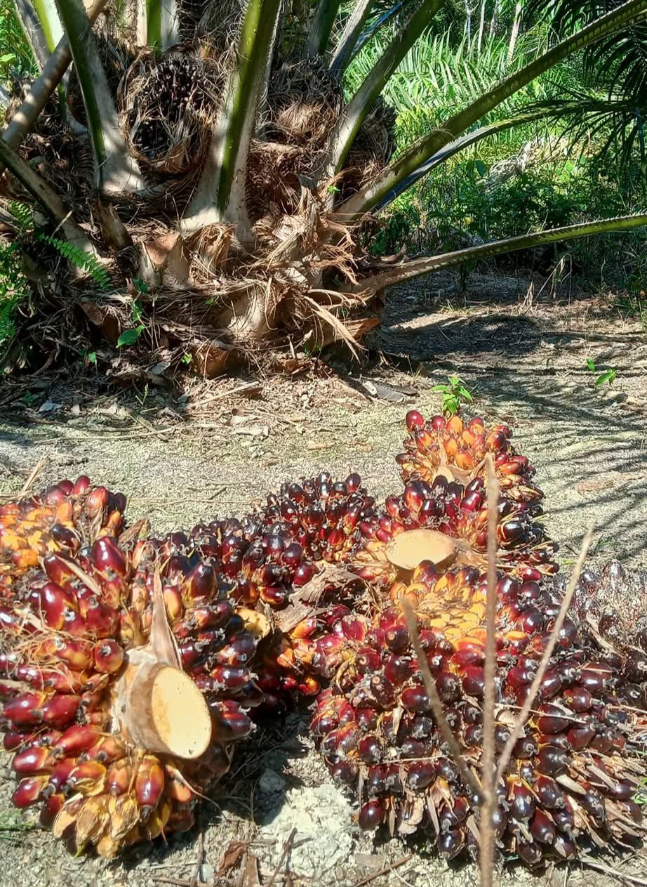Keunggulan Terjangkau Minyak Sawit Komponen Penting Ketahanan Pangan Global