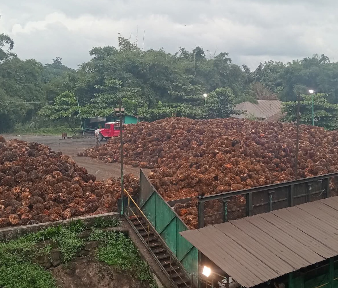 Alamak! Ribuan Istri Pemanen Jadi Buruh Ilegal di Kebun Sawit Besar