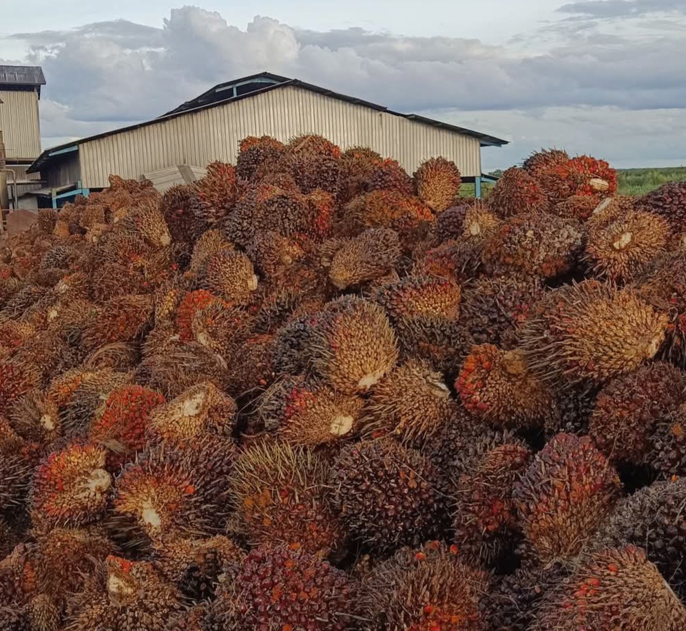 Sawit Ungkit Penerimaan Bea Keluar Oktober 2025 Pendapatan Negara Melambung